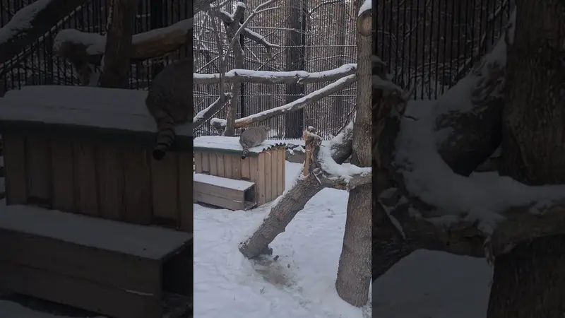 ノヴォシビルスク動物園のイヴの動画