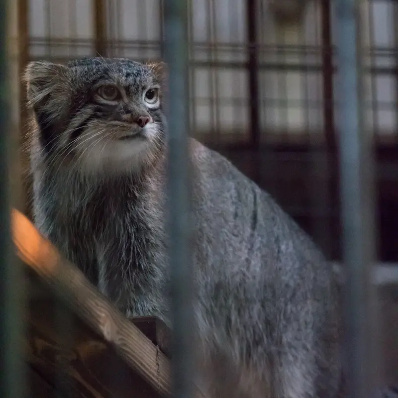 野毛山動物園のフィーガの写真