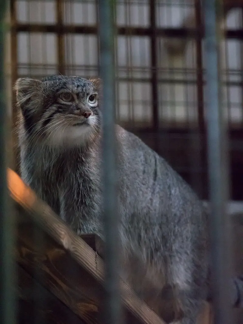 野毛山動物園のフィーガの写真