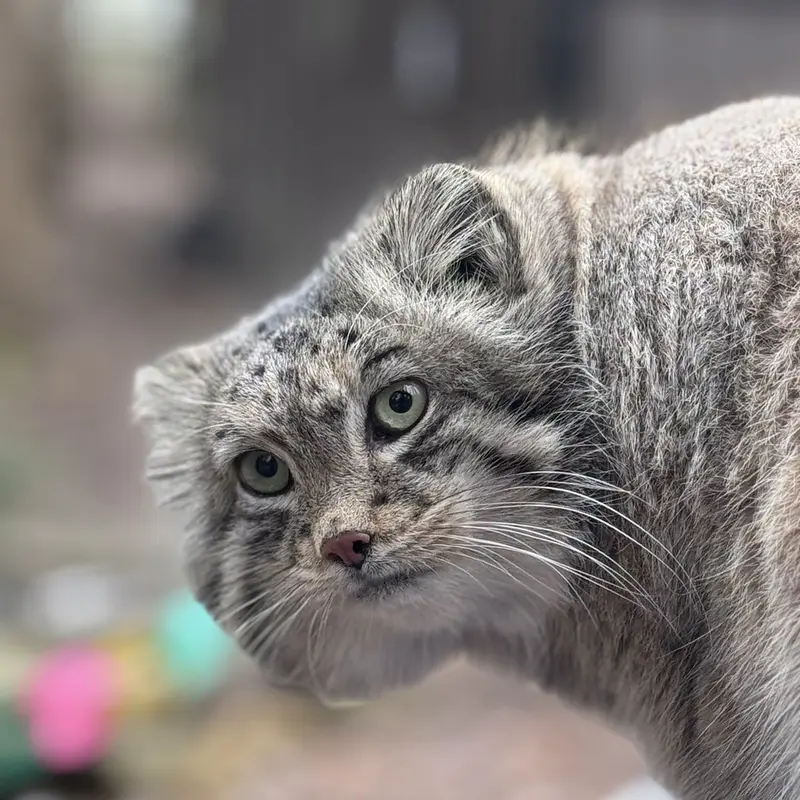 オグルベイ・グッド動物園のディーンの写真