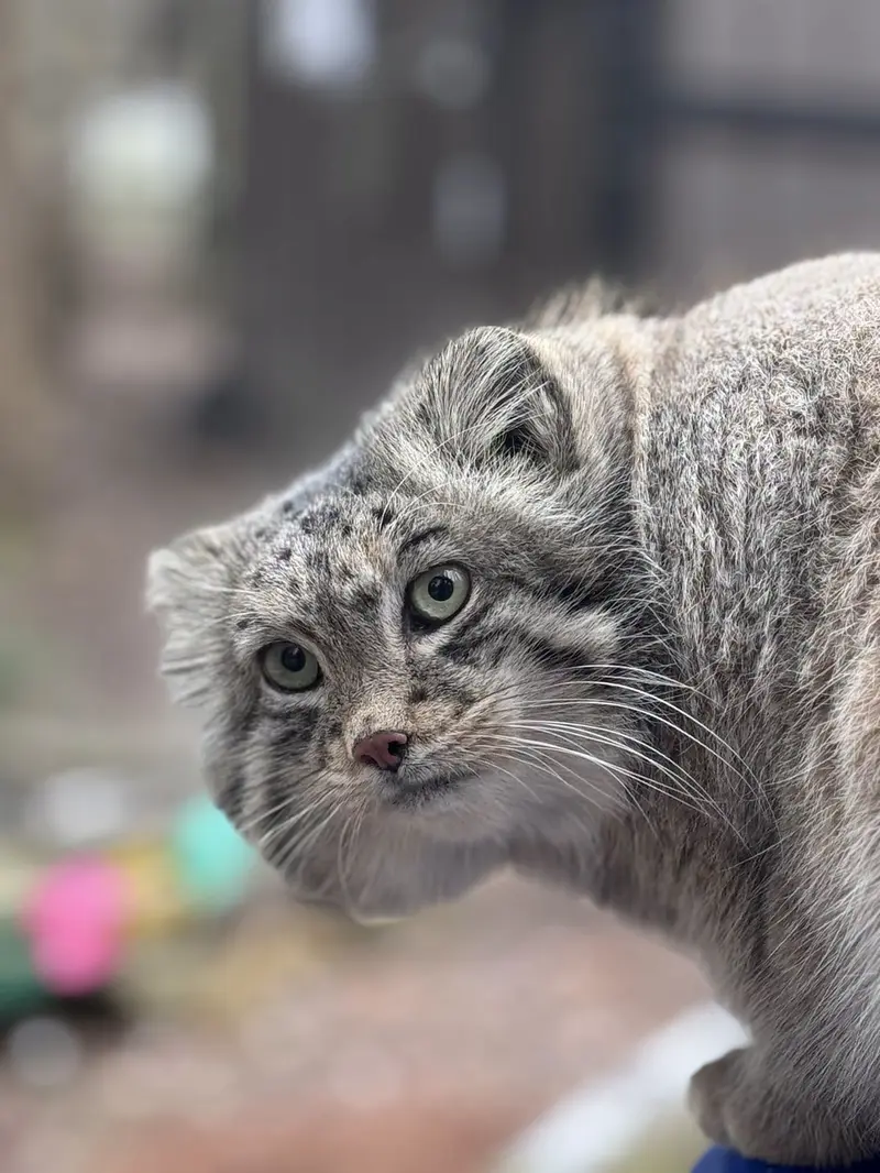 オグルベイ・グッド動物園のディーンの写真