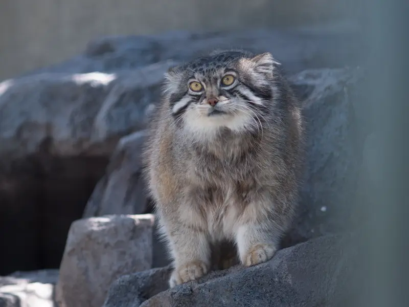 旭山動物園のグルーシャの写真