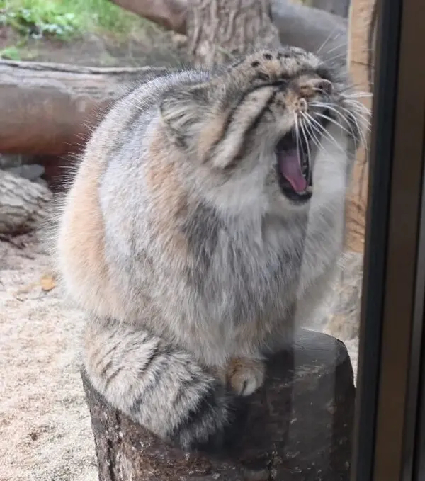 那須どうぶつ王国のボルの写真