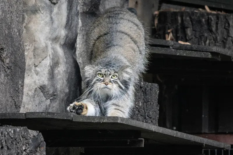 モスクワ動物園のティモフェイの写真