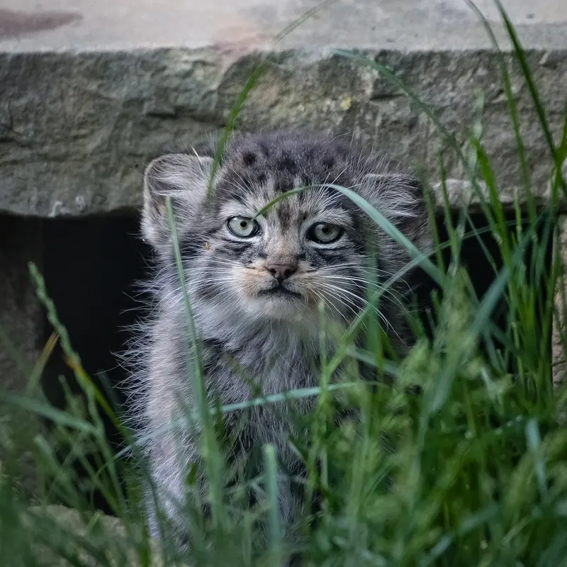 ポート・リムプネ・ワイルド・アニマル・パークのナムーの子猫 b. 2026 Ⅱの写真