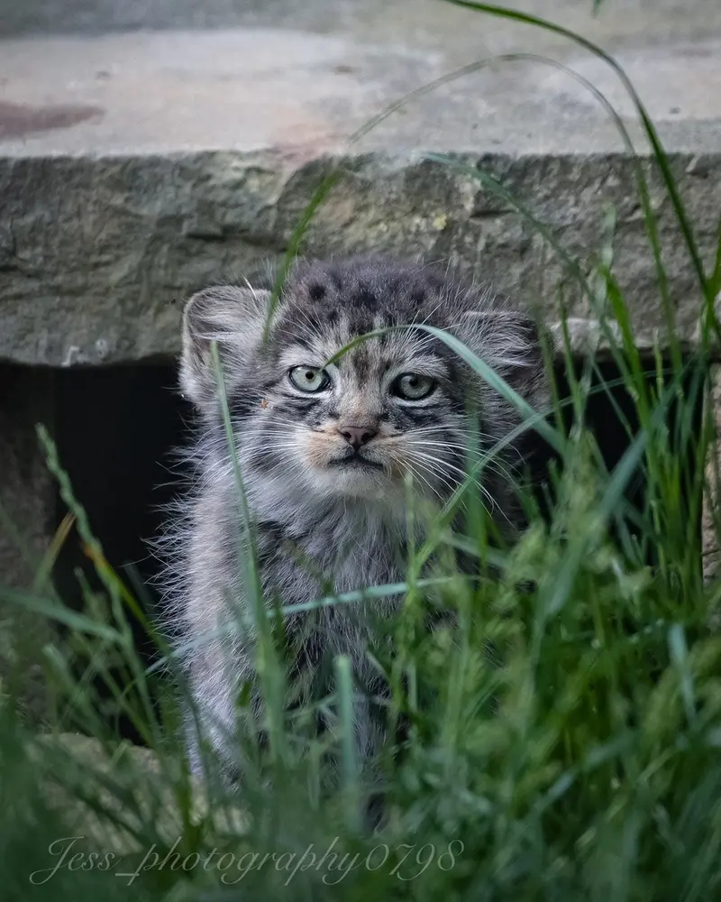 ポート・リムプネ・ワイルド・アニマル・パークのナムーの子猫 b. 2026 Ⅱの写真
