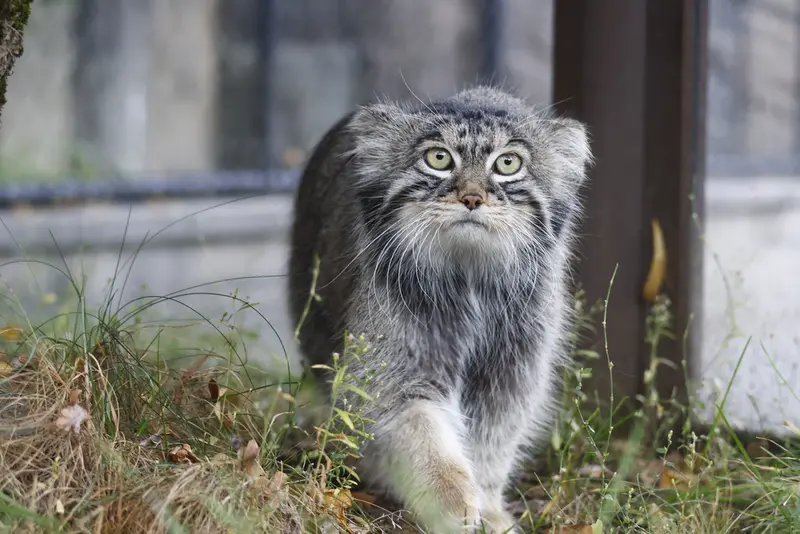 モスクワ動物園のティモフェイの写真