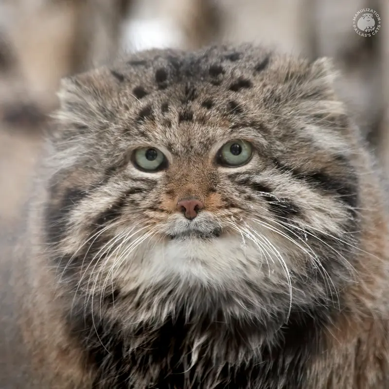 ノヴォシビルスク動物園のカラガンダの写真