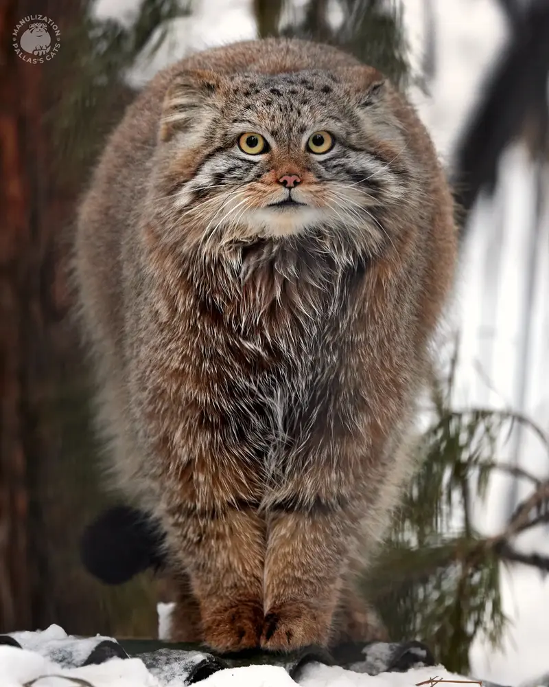ノヴォシビルスク動物園のイヴの息子 2023 Ⅴの写真