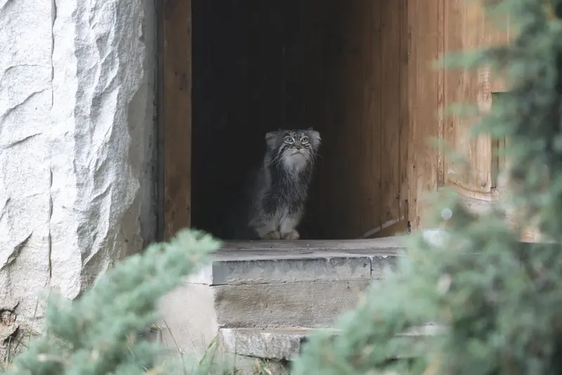 モスクワ動物園のティモフェイの写真