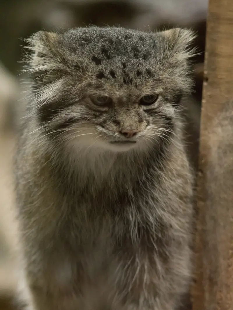 恩賜上野動物園のクリョンの写真