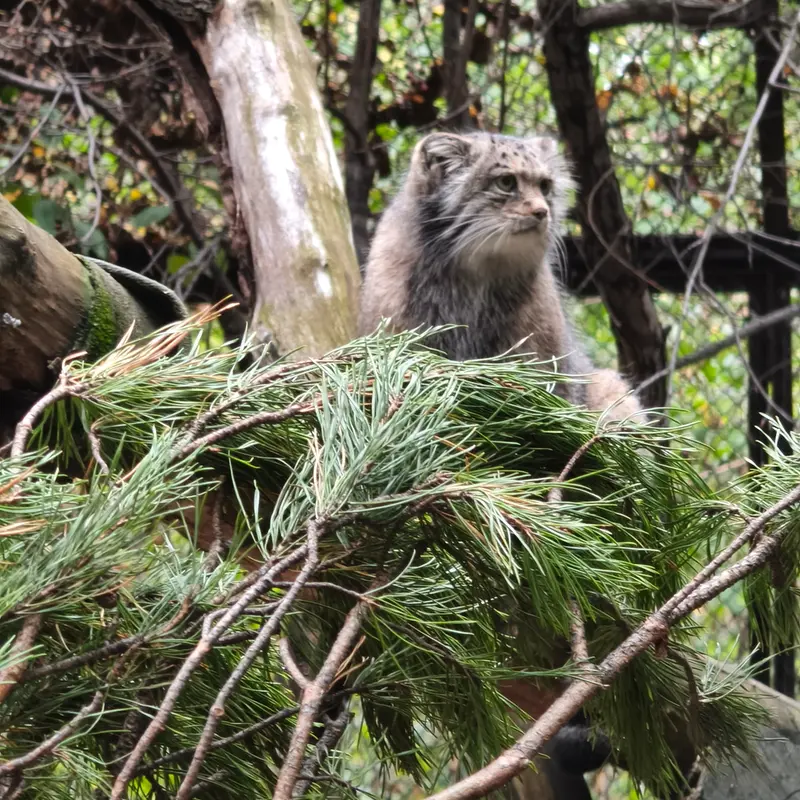 ノヴォシビルスク動物園のミアの写真