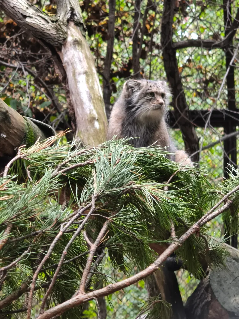 ノヴォシビルスク動物園のミアの写真