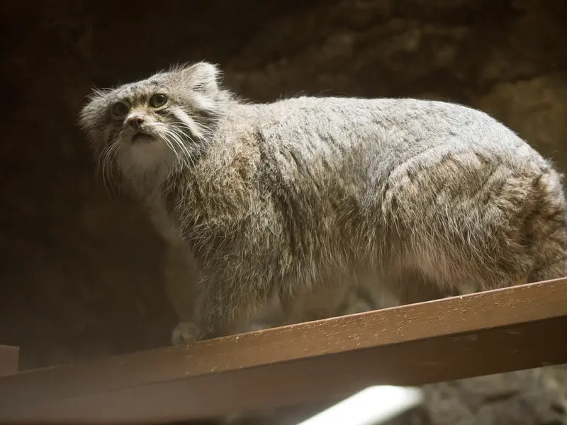恩賜上野動物園のクリョンの写真