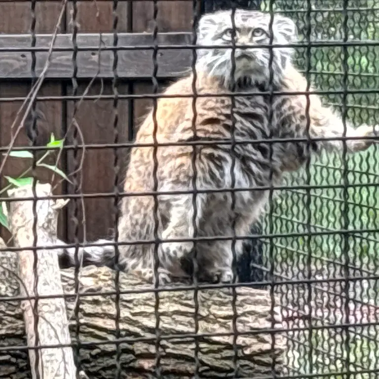ワルシャワ動物園のジェシーの写真