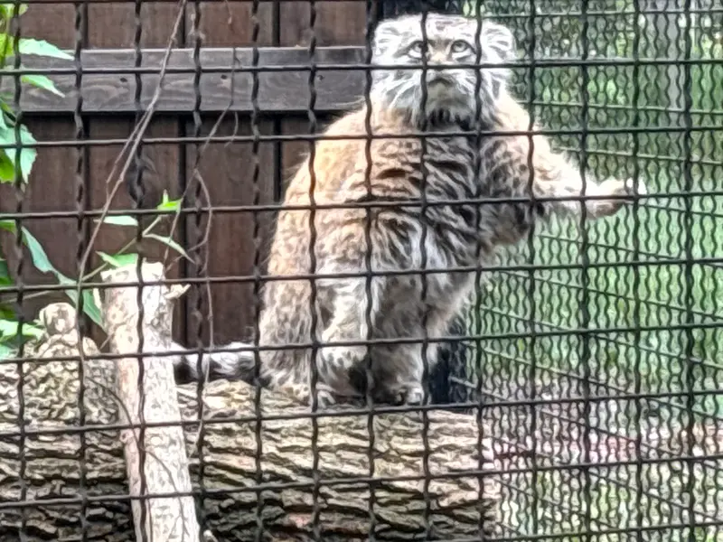 ワルシャワ動物園のジェシーの写真