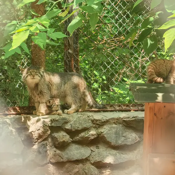 ノヴォシビルスク動物園のミア、ジンジャーとグレイの写真