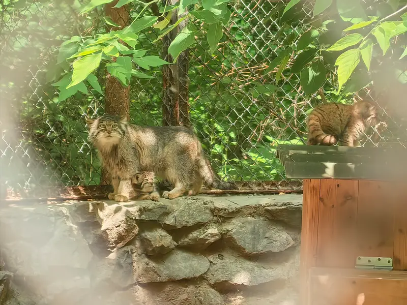ノヴォシビルスク動物園のミア、ジンジャーとグレイの写真