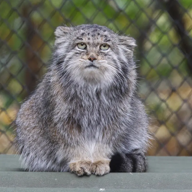 ノヴォシビルスク動物園のミアの写真