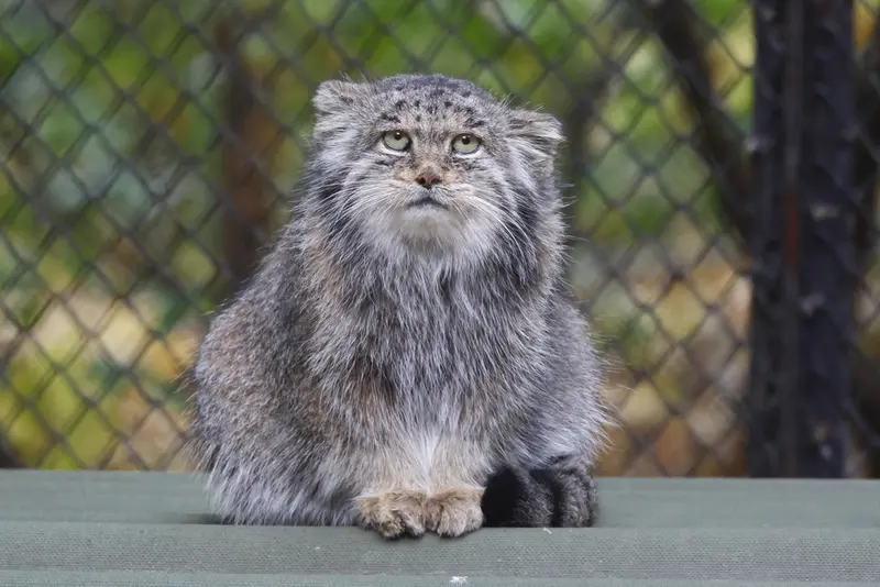 ノヴォシビルスク動物園のミアの写真