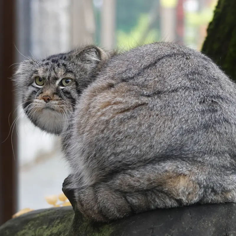 モスクワ動物園のティモフェイの写真