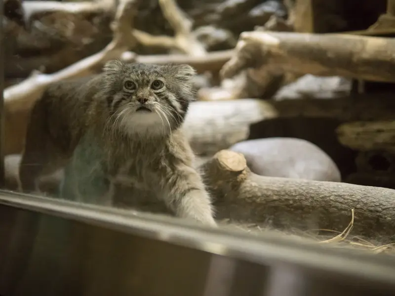 恩賜上野動物園のクリョンの写真