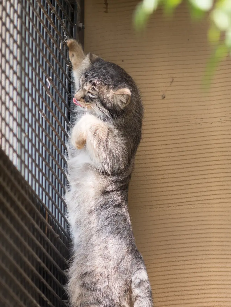 旭山動物園のヒデの写真