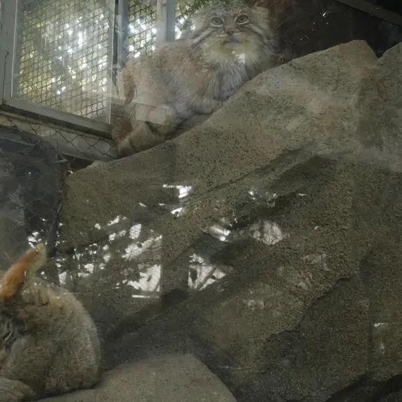 神戸どうぶつ王国のマヌルネコの写真
