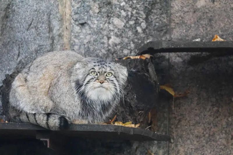 モスクワ動物園のティモフェイの写真