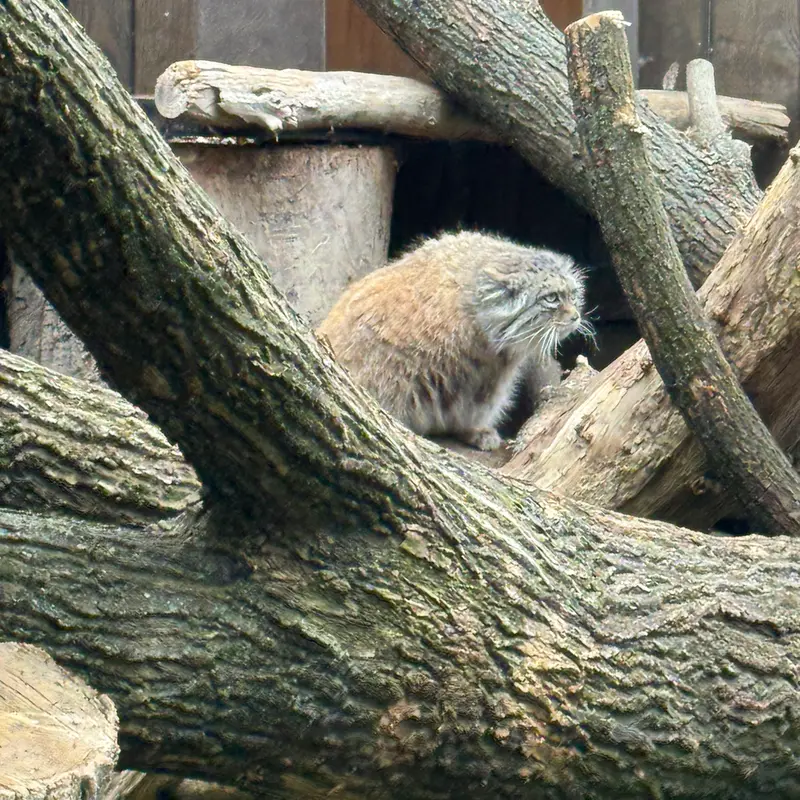 ワルシャワ動物園のジェシーの写真