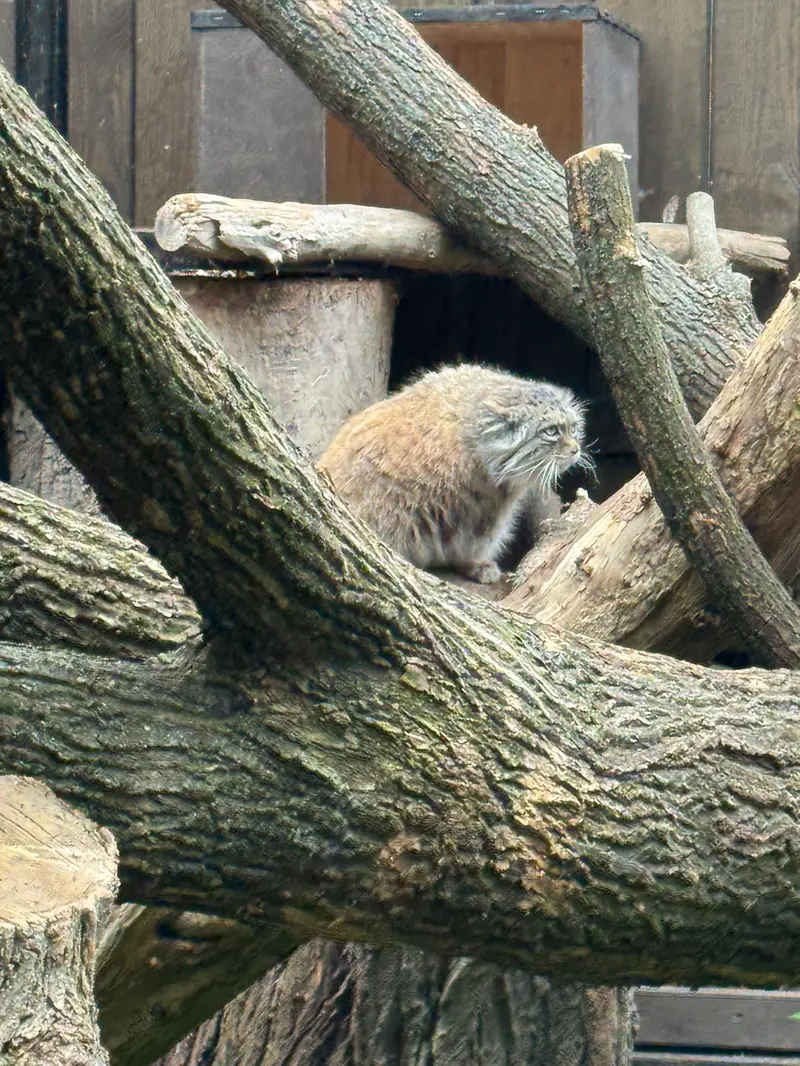 ワルシャワ動物園のジェシーの写真