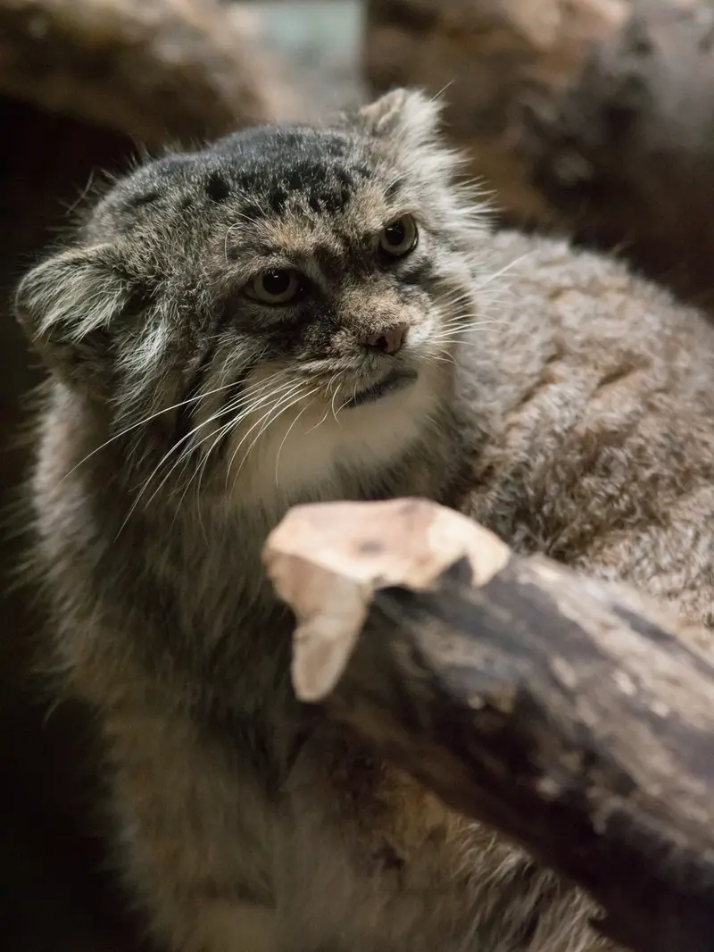 恩賜上野動物園のプリームラの写真