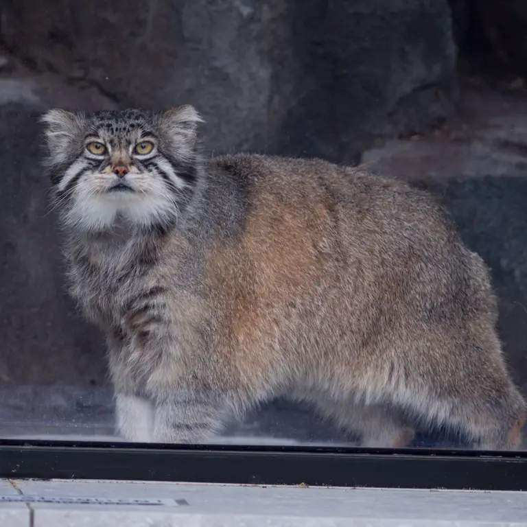 旭山動物園のグルーシャの写真