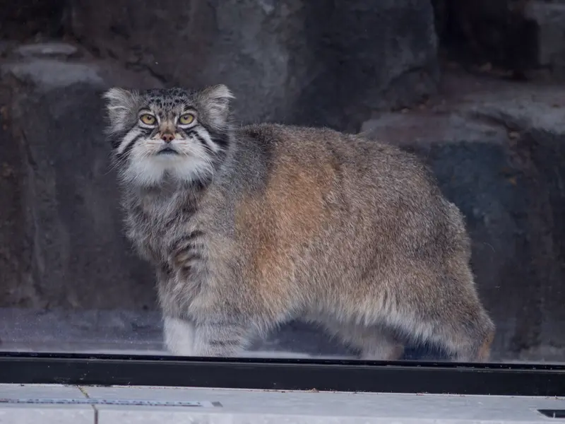 旭山動物園のグルーシャの写真