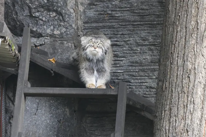 モスクワ動物園のティモフェイの写真