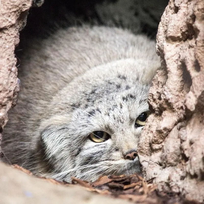 バーミングハム動物園のミーシャの写真