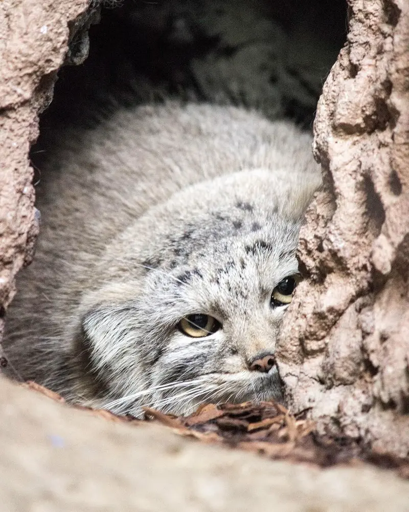 バーミングハム動物園のミーシャの写真