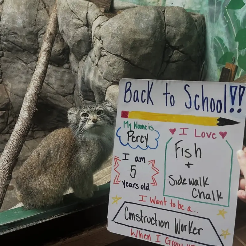 バーミンガム動物園のマヌルネコのペルセウス