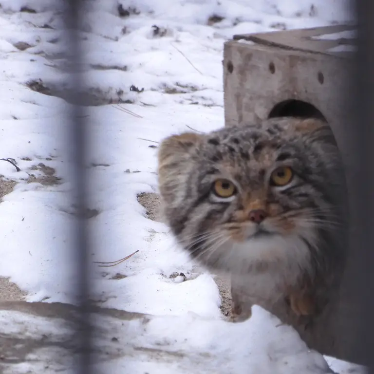 ノヴォシビルスク動物園のメンスの写真