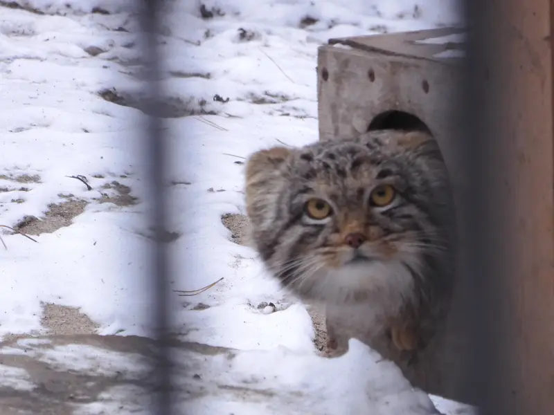 ノヴォシビルスク動物園のメンスの写真