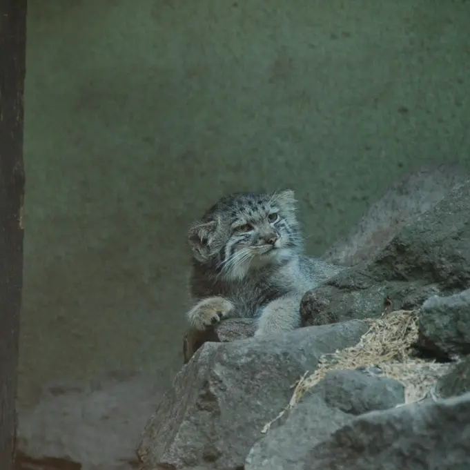 ブダペスト動物園＆植物園のボリス Ⅱの写真