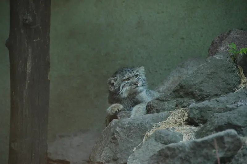 ブダペスト動物園＆植物園のボリス Ⅱの写真