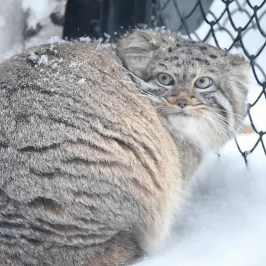ノヴォシビルスク動物園のザラの写真