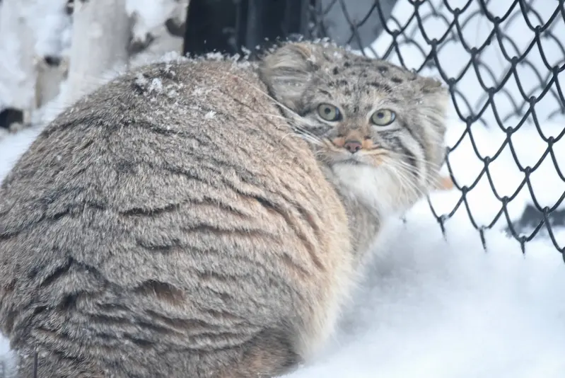 ノヴォシビルスク動物園のザラの写真