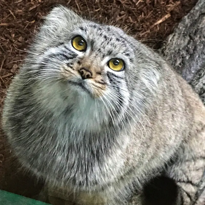 バーミングハム動物園のミダスの写真