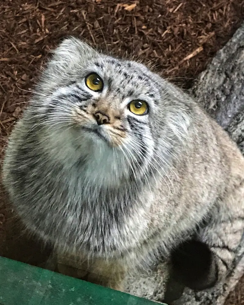 バーミングハム動物園のミダスの写真