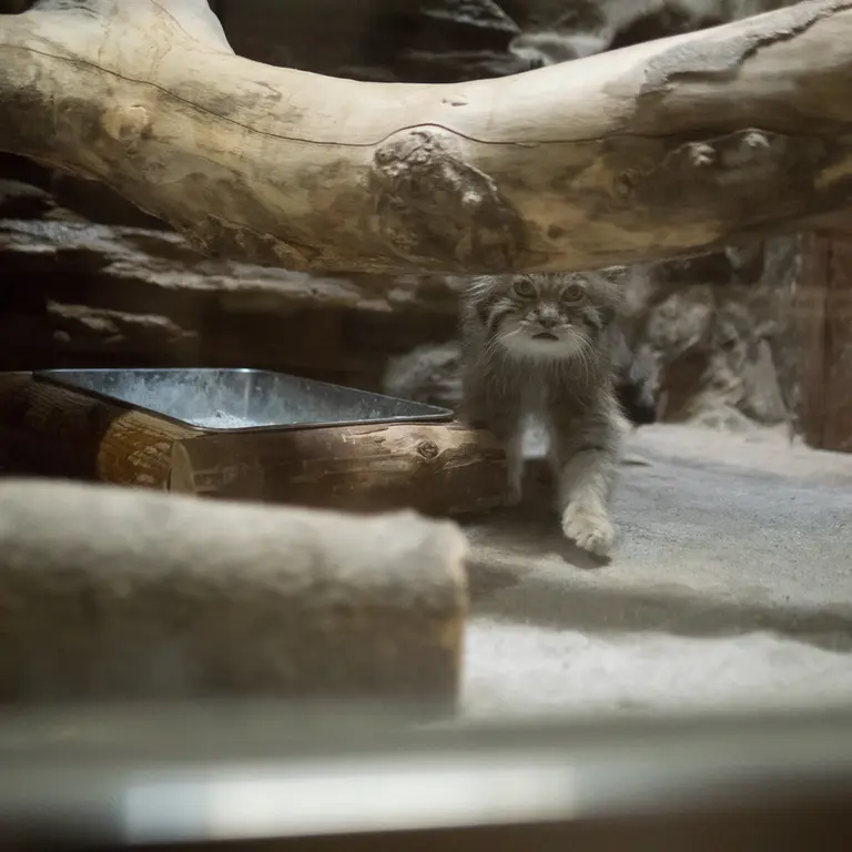 恩賜上野動物園のクリョンの写真