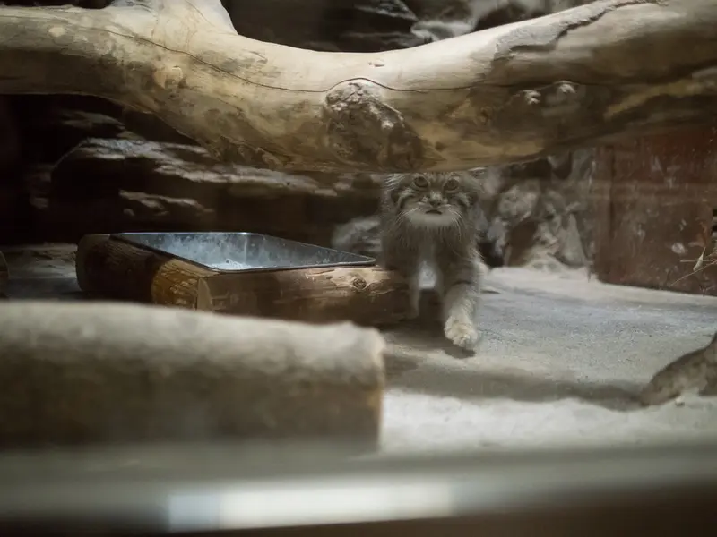 恩賜上野動物園のクリョンの写真