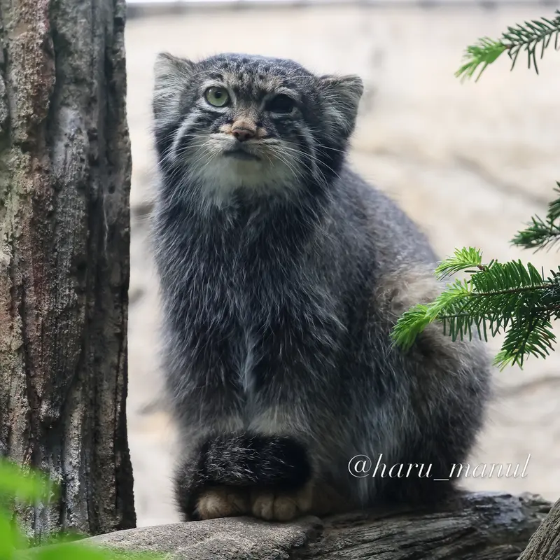 那須どうぶつ王国のアブリコースの写真