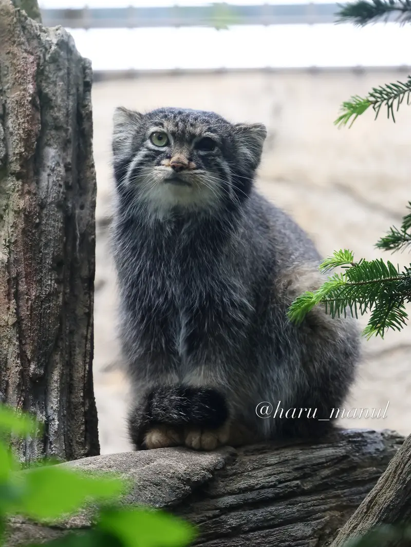 那須どうぶつ王国のアブリコースの写真